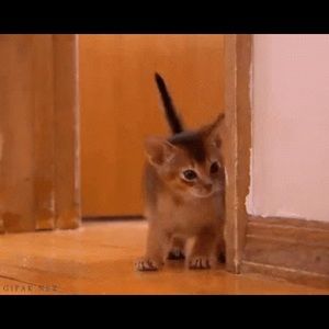 Meet your Posher, Alaleh